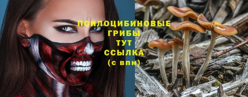 Псилоцибиновые грибы Psilocybine cubensis  купить наркоту  OMG зеркало  Николаевск 